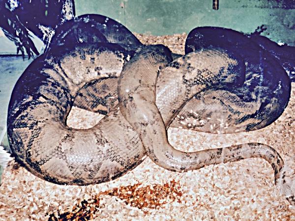 Serpent